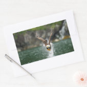 Bald Eagle The Big Catch Rechthoekige Sticker (Envelop)