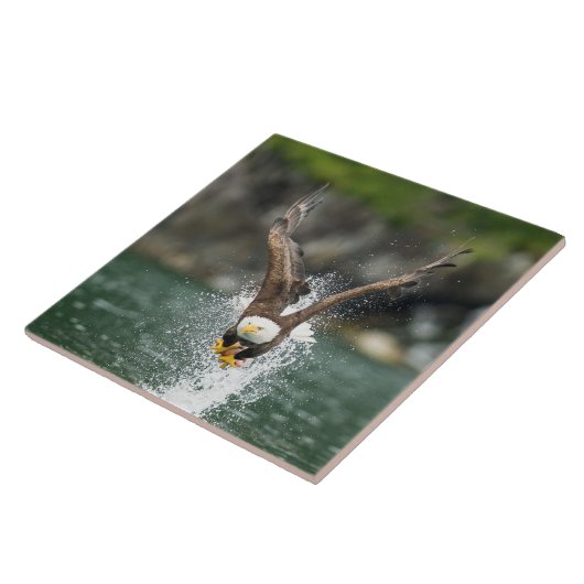 Bald Eagle The Big Catch Tegeltje (Zijkant)