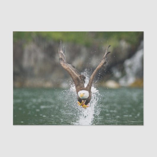 Bald Eagle The Big Catch Tissuepapier (Voorkant)