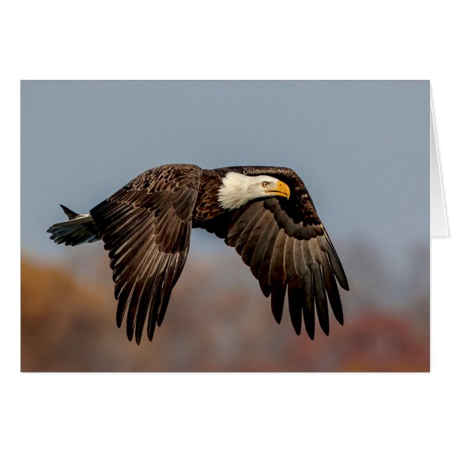 Bald Eagle tijdens de vlucht (Voorkant Horizontaal)