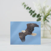 Bald Eagle tijdens de vlucht Briefkaart (Staand voorkant)