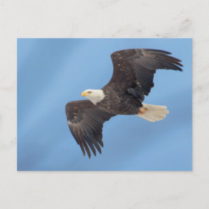 Bald Eagle tijdens de vlucht Briefkaart