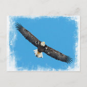 Bald Eagle tijdens de vlucht Briefkaart (Voorkant)