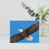 Bald Eagle tijdens de vlucht Briefkaart (Staand voorkant)
