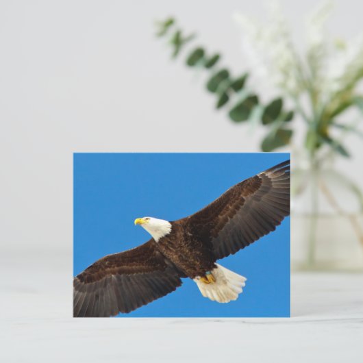 Bald Eagle tijdens de vlucht Briefkaart (Staand voorkant)