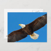 Bald Eagle tijdens de vlucht Briefkaart (Voorkant / Achterkant)