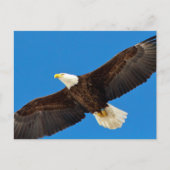 Bald Eagle tijdens de vlucht Briefkaart (Voorkant)