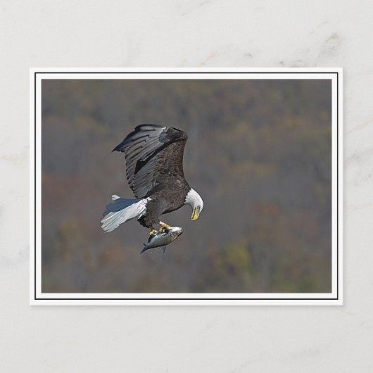 Bald Eagle tijdens de vlucht Briefkaart (Voorkant)