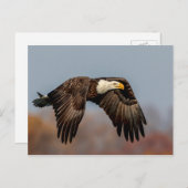 Bald Eagle tijdens de vlucht Briefkaart (Voorkant / Achterkant)