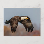 Bald Eagle tijdens de vlucht Briefkaart (Voorkant)