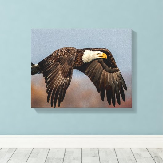 Bald Eagle tijdens de vlucht Canvas Afdruk (Insitu (Houten vloer))