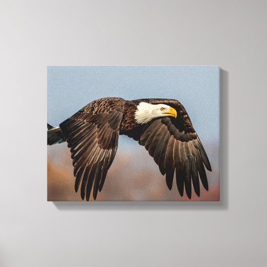 Bald Eagle tijdens de vlucht Canvas Afdruk (Voorkant)