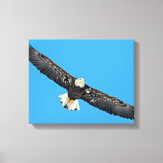 Bald Eagle tijdens de vlucht Canvas Afdruk (Voorkant)
