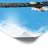 Bald Eagle tijdens de vlucht Foto Afdruk (Hoek)