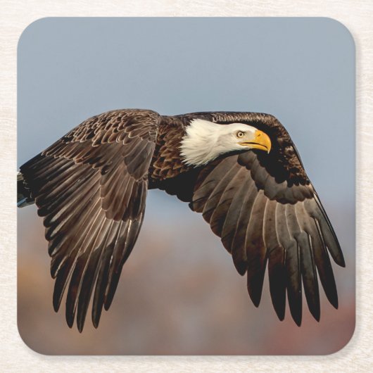 Bald Eagle tijdens de vlucht Kartonnen Onderzetters (Voorkant)
