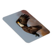 Bald Eagle tijdens de vlucht Magneet (Rechterzijde)