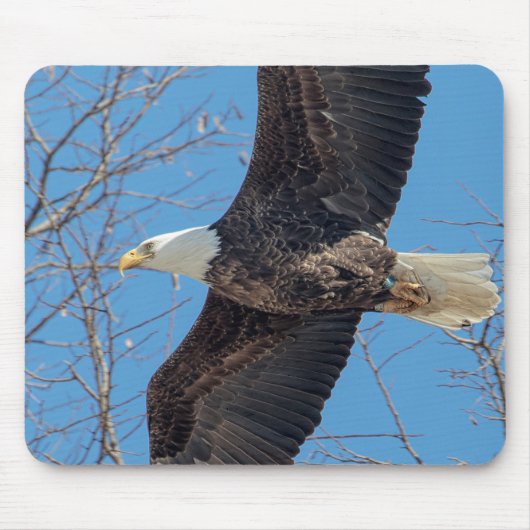 Bald Eagle tijdens de vlucht Muismat (Voorkant)