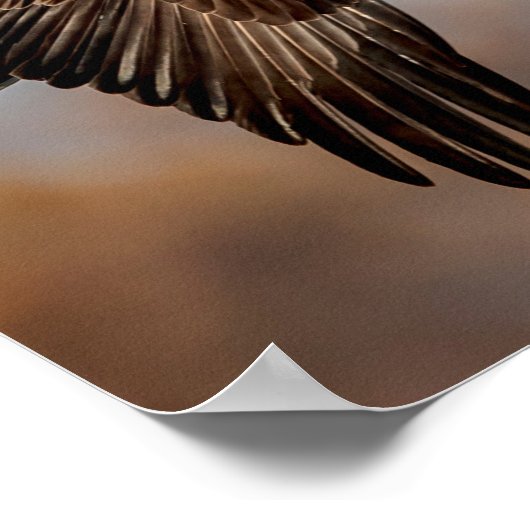 Bald Eagle tijdens de vlucht Poster (Hoek)