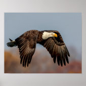 Bald Eagle tijdens de vlucht Poster (Voorkant)