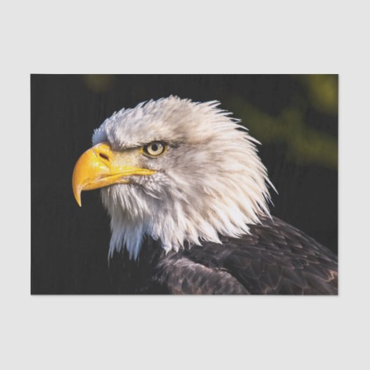 Bald Eagle Tissuepapier (Voorkant)