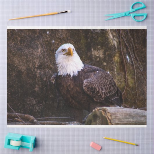 Bald Eagle Tissuepapier (Craft)