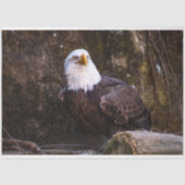 Bald Eagle Tissuepapier (Voorkant)