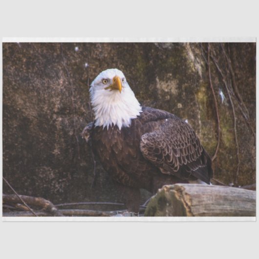 Bald Eagle Tissuepapier (Voorkant)