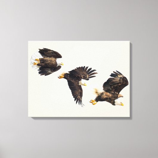 Bald Eagle Triple Flight Canvas Afdruk (Voorkant)
