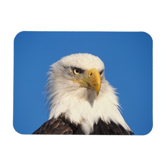 Bald Eagle Uitzicht Magneet (Horizontaal)