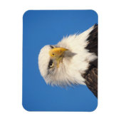 Bald Eagle Uitzicht Magneet (Verticaal)