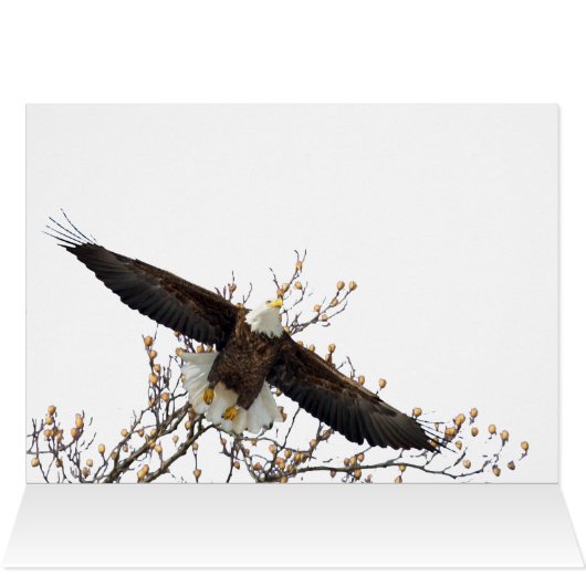 Bald Eagle Up (Binnen Horizontaal (Boven))