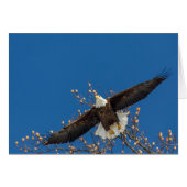 Bald Eagle Up (Voorkant Horizontaal)