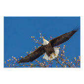 Bald Eagle Up Foto Afdruk (Voorkant)