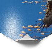Bald Eagle Up Foto Afdruk (Hoek)