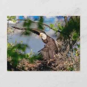 Bald Eagle verlaat het nest Briefkaart