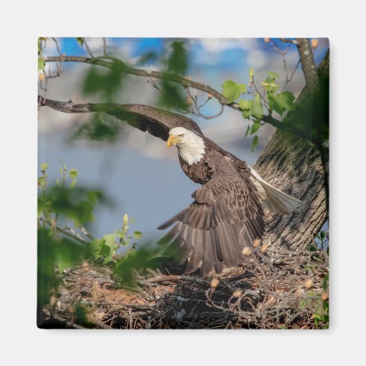 Bald Eagle verlaat het nest Magneet (Voorkant)