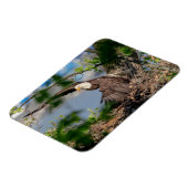 Bald Eagle verlaat het nest Magneet (Linkerzijde)