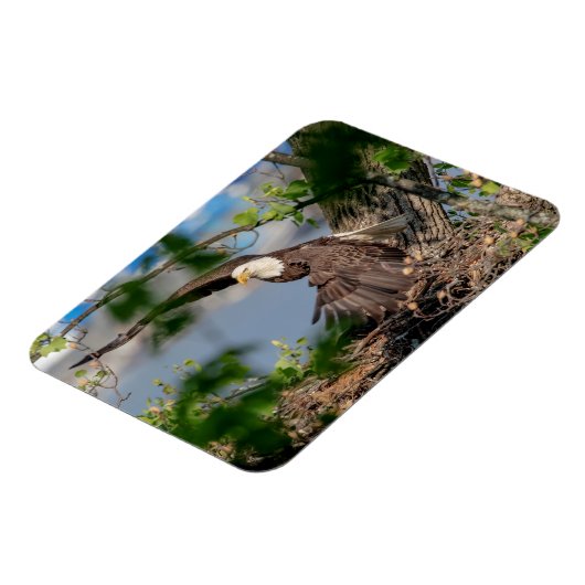 Bald Eagle verlaat het nest Magneet (Linkerzijde)