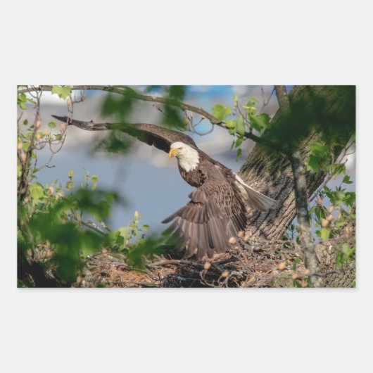 Bald Eagle verlaat het nest Rechthoekige Sticker (Voorkant)