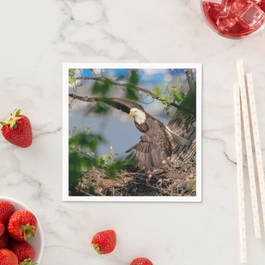 Bald Eagle verlaat het nest Servetten (Insitu)
