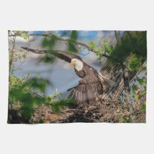 Bald Eagle verlaat het nest Theedoek