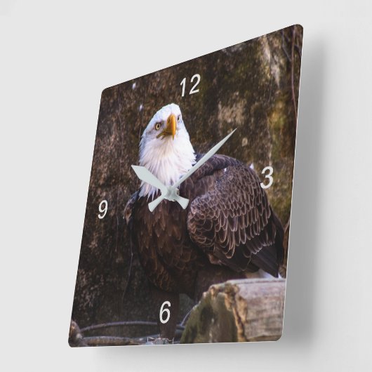 Bald Eagle Vierkante Klok (Hoek)