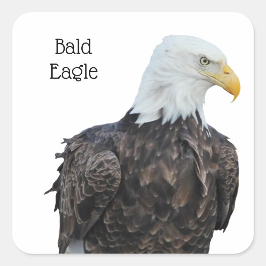 Bald Eagle Vierkante Sticker (Voorkant)