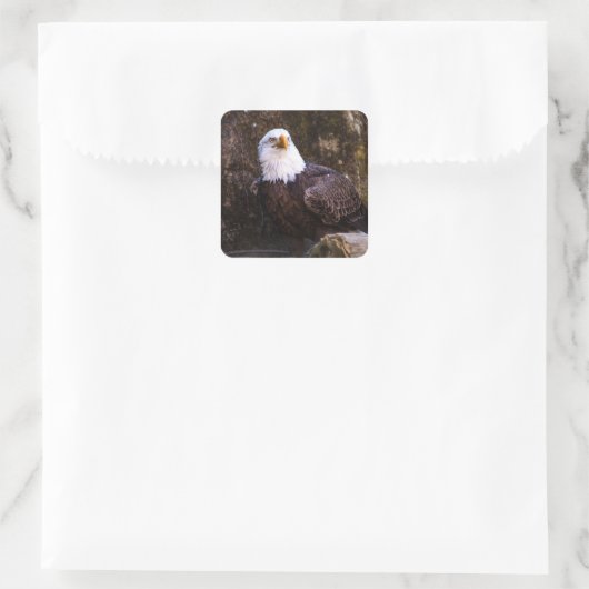 Bald Eagle Vierkante Sticker (Tas)