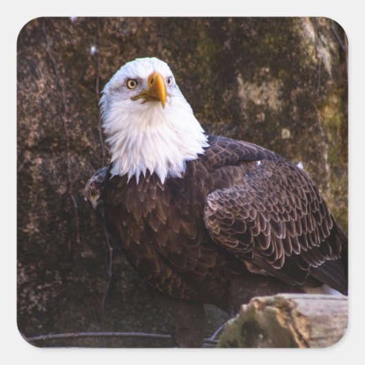 Bald Eagle Vierkante Sticker (Voorkant)