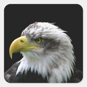 Bald Eagle Vierkante Sticker