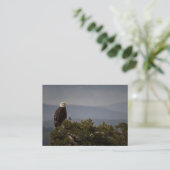 Bald Eagle - Visitekaartje (Staand voorkant)