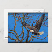 Bald Eagle vliegt Briefkaart (Voorkant / Achterkant)