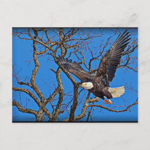 Bald Eagle vliegt Briefkaart