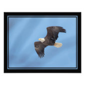Bald Eagle vliegt Foto Afdruk (Voorkant)